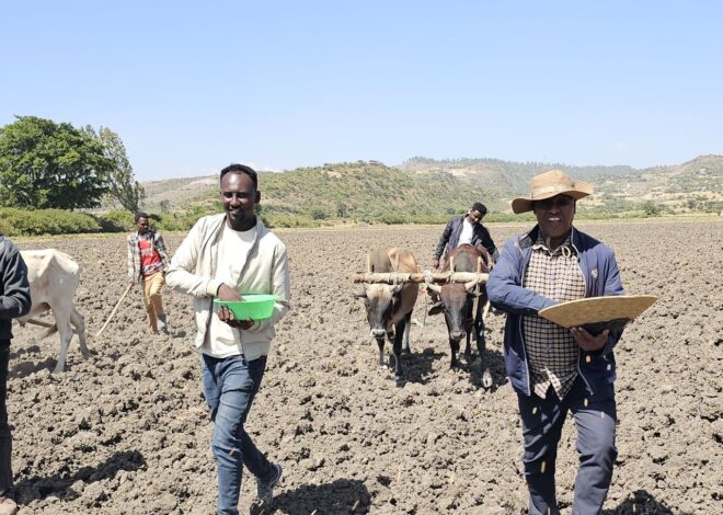 Magaalaa Adaamaa Kutaa magaalaa Bokkuu Shananiitti Bulchiinsi Aanaa Haroorettii facaasaa qamadii bonee eegalchiise.