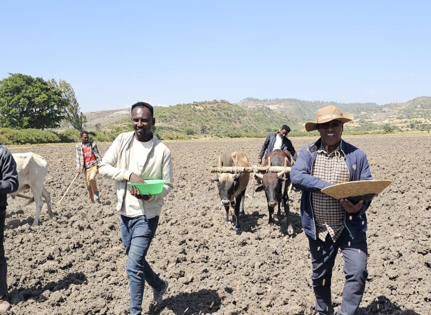 Magaalaa Adaamaa Kutaa magaalaa Bokkuu Shananiitti Bulchiinsi Aanaa Haroorettii facaasaa qamadii bonee eegalchiise.
