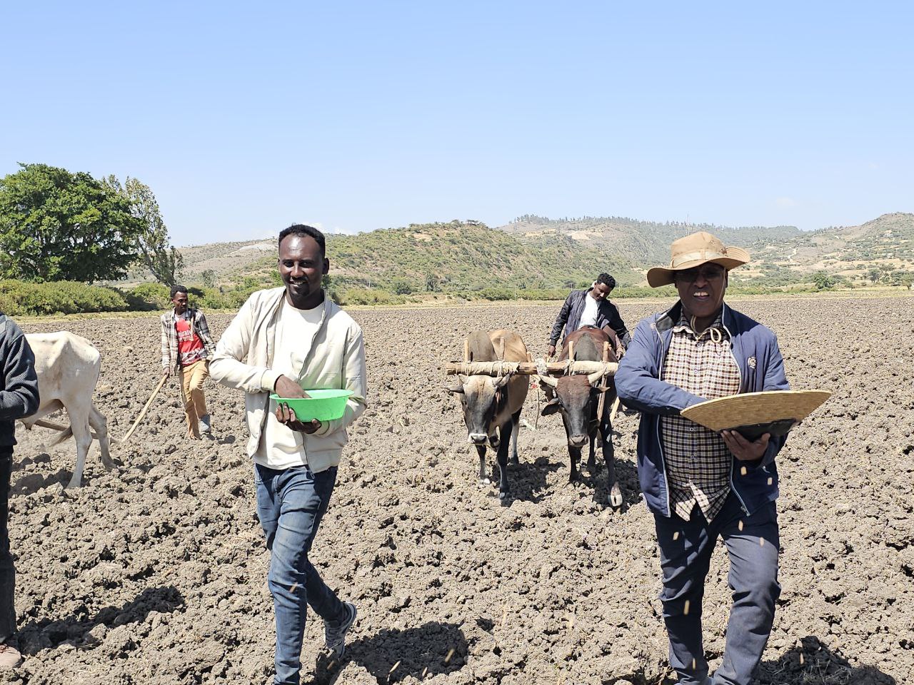Magaalaa Adaamaa Kutaa magaalaa Bokkuu Shananiitti Bulchiinsi Aanaa Haroorettii facaasaa qamadii bonee eegalchiise.